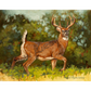 ’Brassica Buck’ White-Tail Buck Original Oil Painting - Original Oil Painting