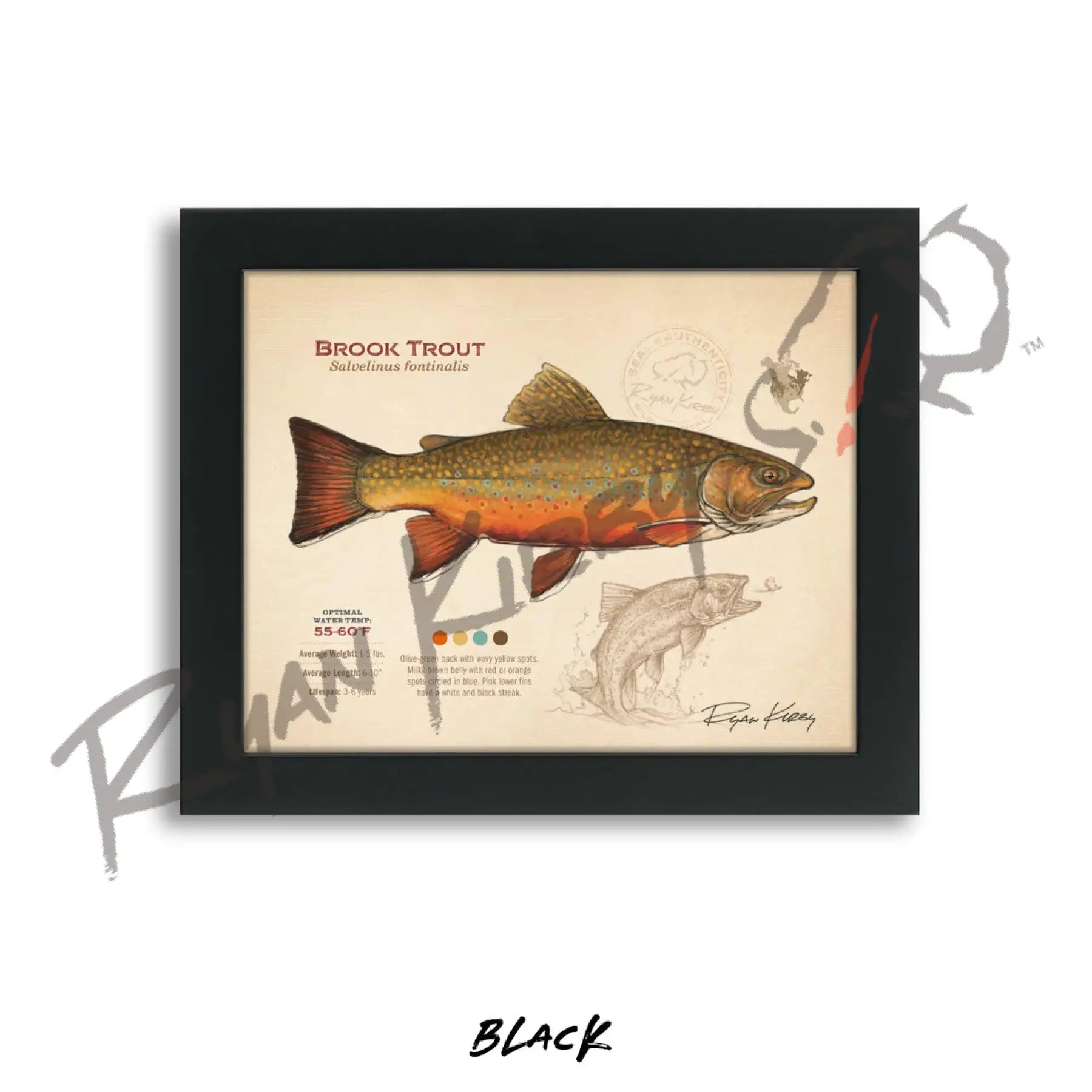 Brook Trout Fine Art Print - Sketch Paper Print