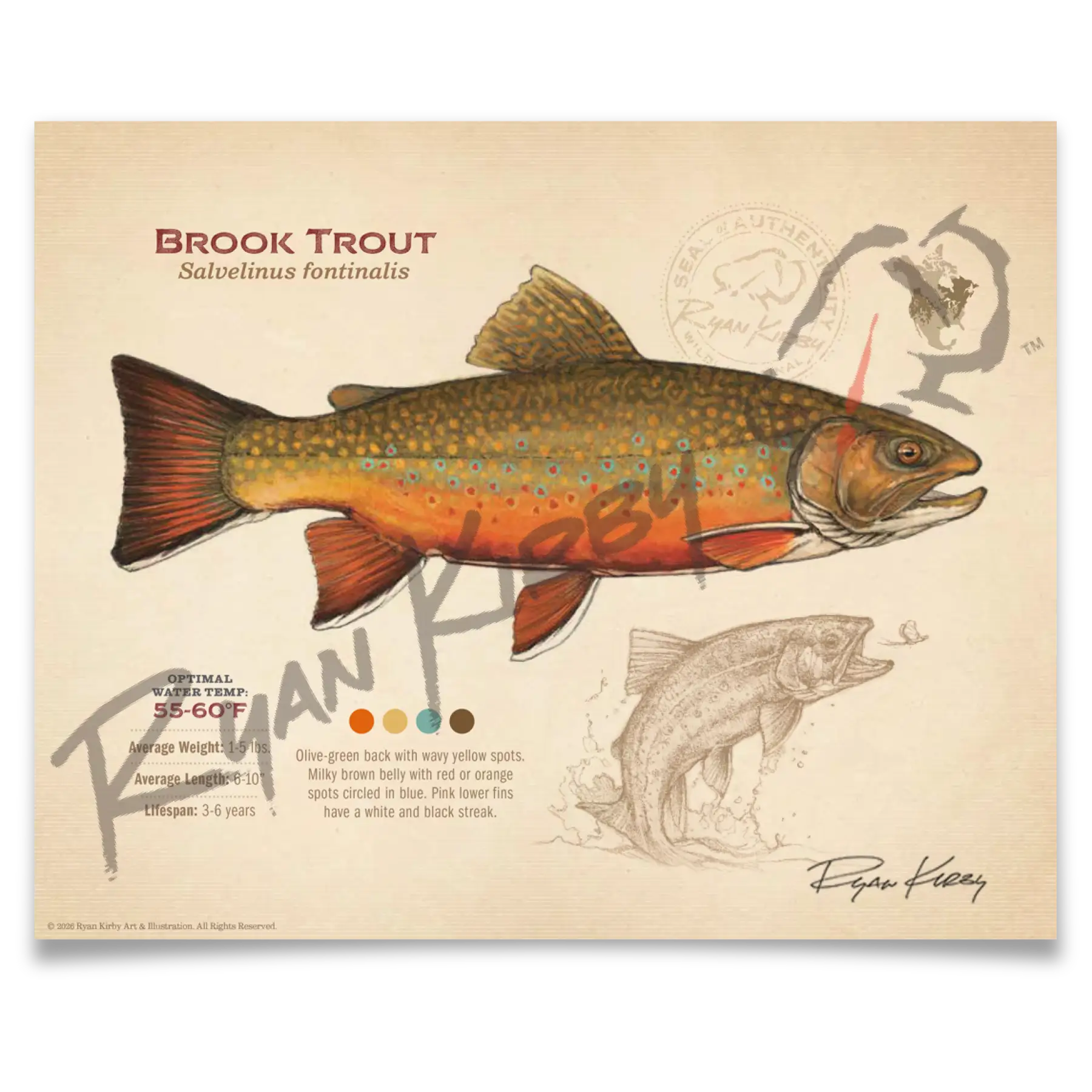 Brook Trout Fine Art Print - Sketch Paper Print