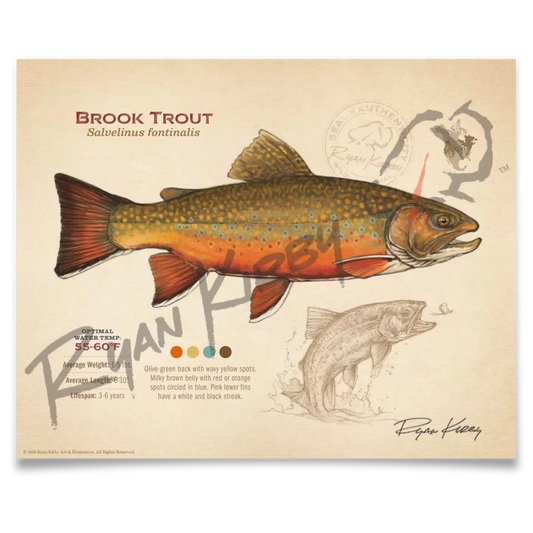 Brook Trout Fine Art Print - Sketch Paper Print