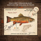 Brook Trout Fine Art Print - Sketch Paper Print