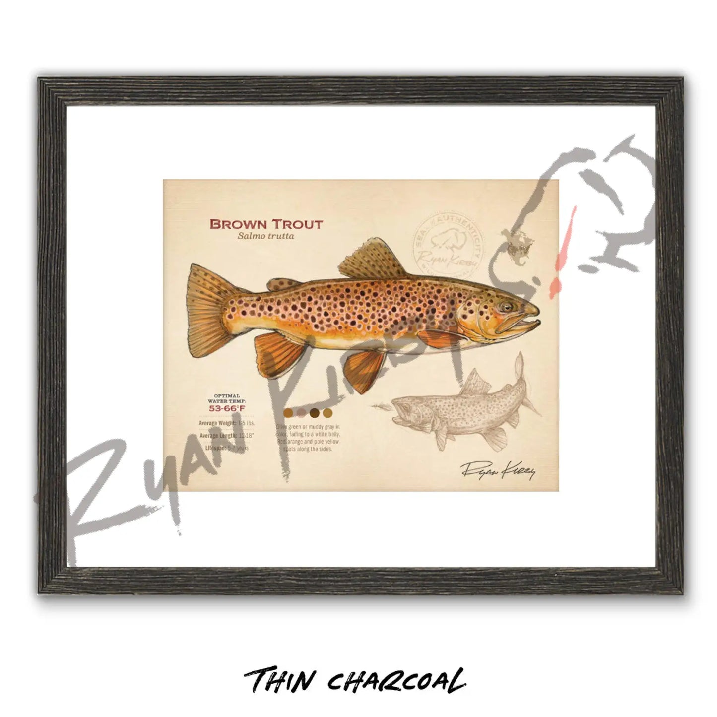 Brown Trout Fine Art Print - Fly Fishing Wall Art (8’’x10’’) - Sketch Paper Print