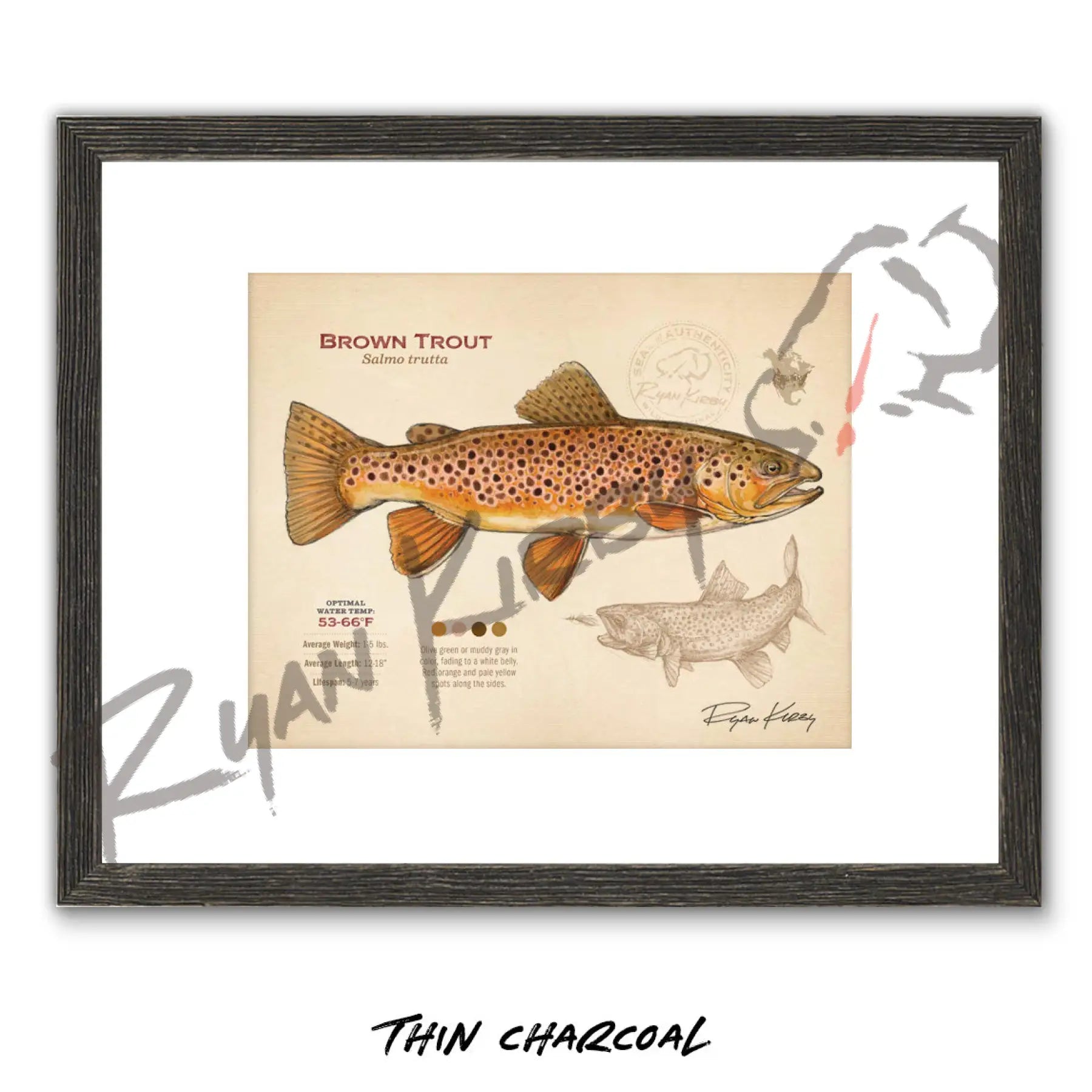 Brown Trout Fine Art Print - Fly Fishing Wall Art (8’’x10’’) - Sketch Paper Print