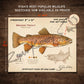 Brown Trout Fine Art Print - Fly Fishing Wall Art (8’’x10’’) - Sketch Paper Print