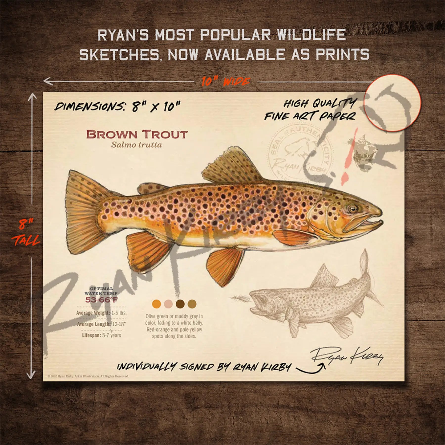 Brown Trout Fine Art Print - Fly Fishing Wall Art (8’’x10’’) - Sketch Paper Print