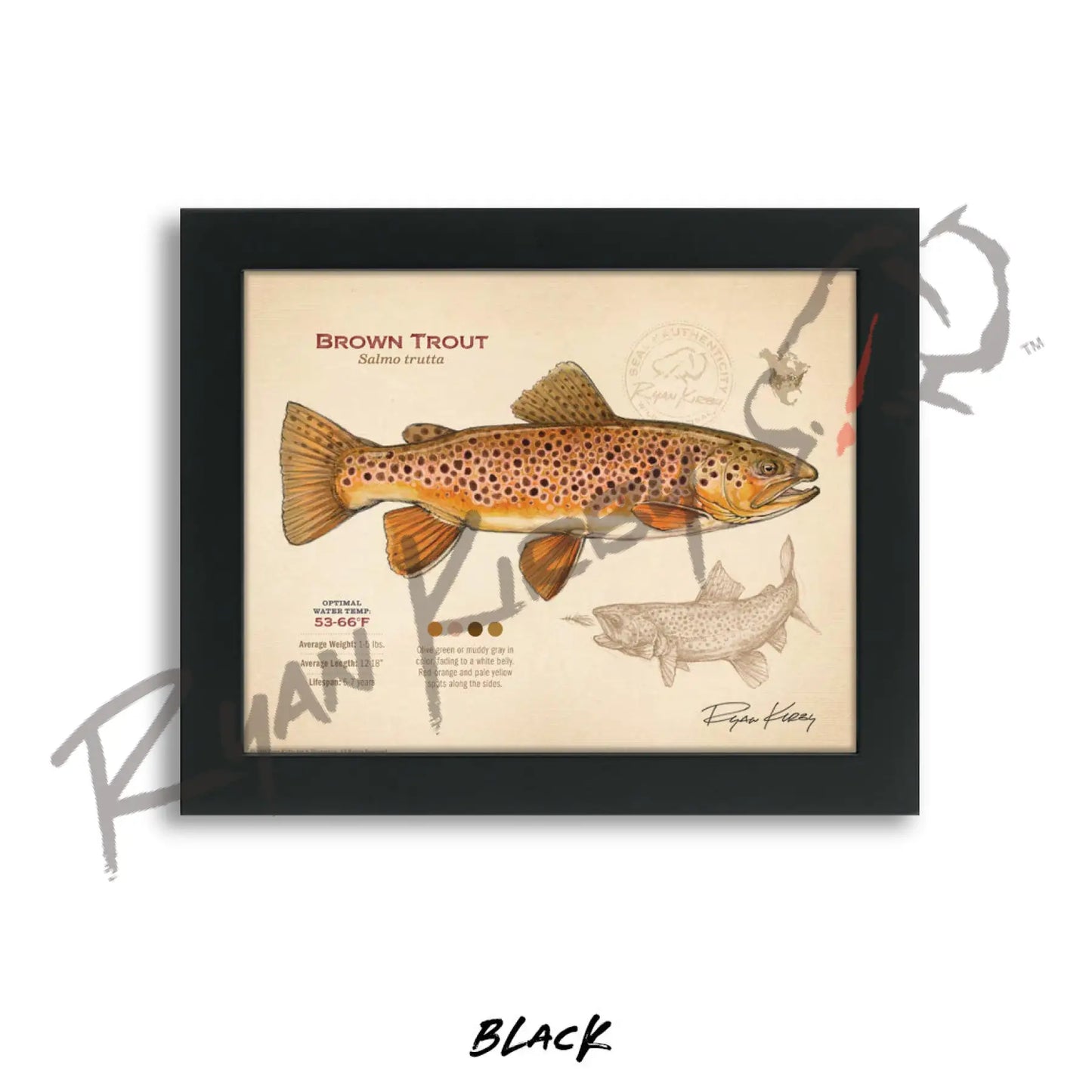 Brown Trout Fine Art Print - Fly Fishing Wall Art (8’’x10’’) - Sketch Paper Print