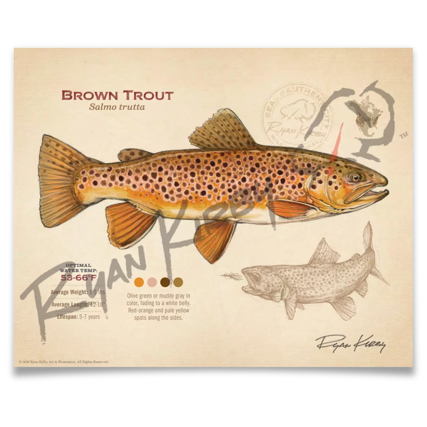 Brown Trout Fine Art Print - Fly Fishing Wall Art (8’’x10’’) - Sketch Paper Print