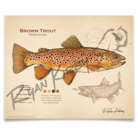 Brown Trout Fine Art Print - Fly Fishing Wall Art (8’’x10’’) - Sketch Paper Print
