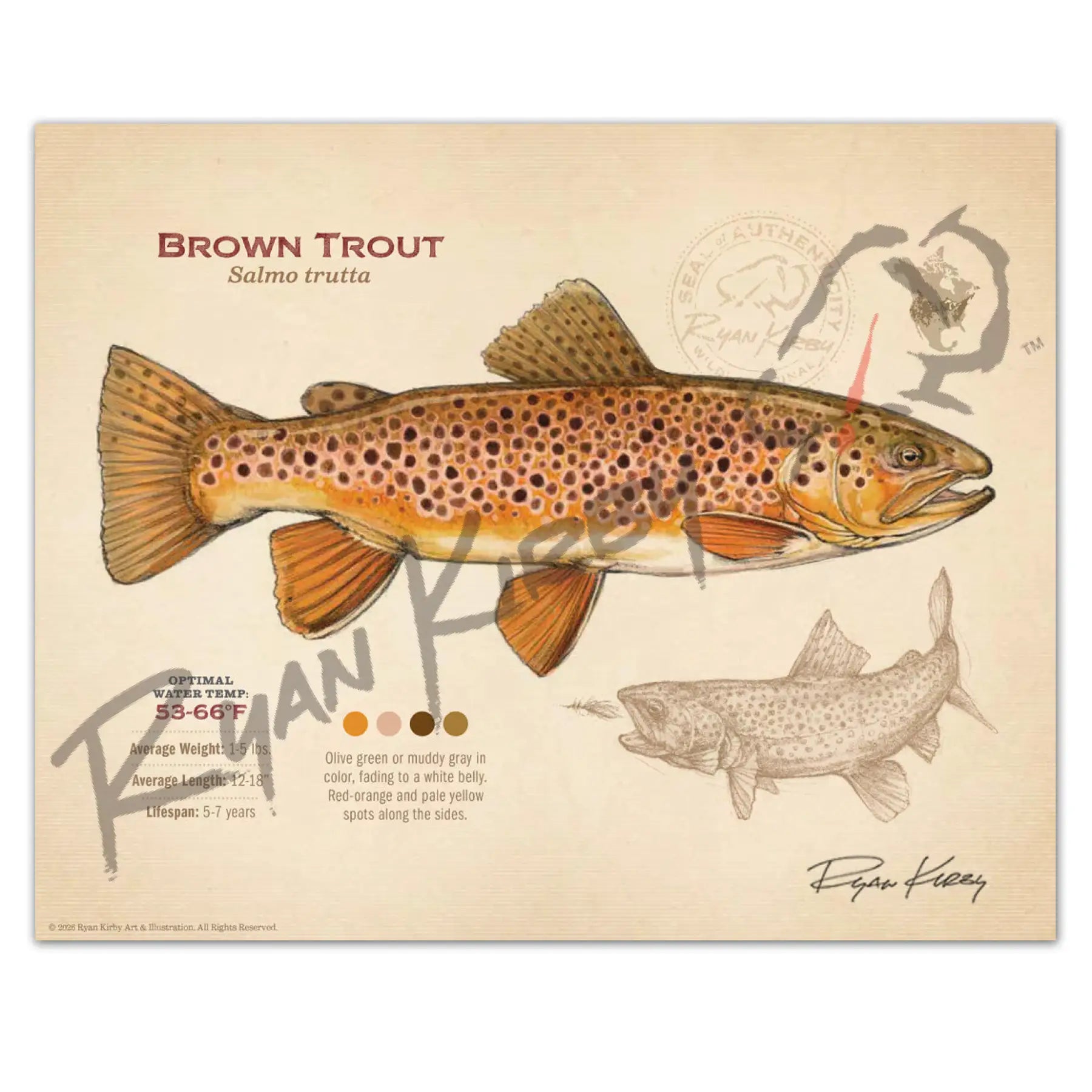 Brown Trout Fine Art Print - Fly Fishing Wall Art (8’’x10’’) - Sketch Paper Print
