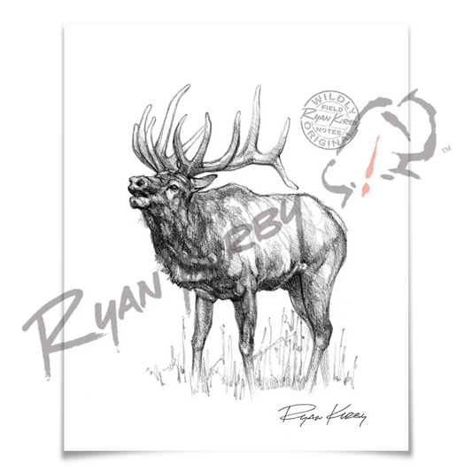 Sketch Drop 003: Elk 3