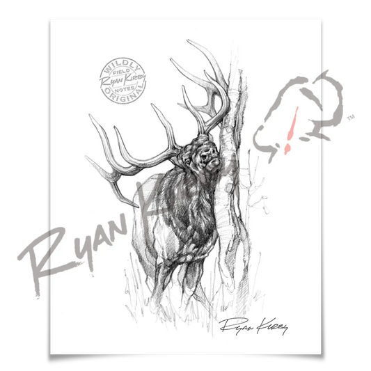 Sketch Drop 003: Elk 4