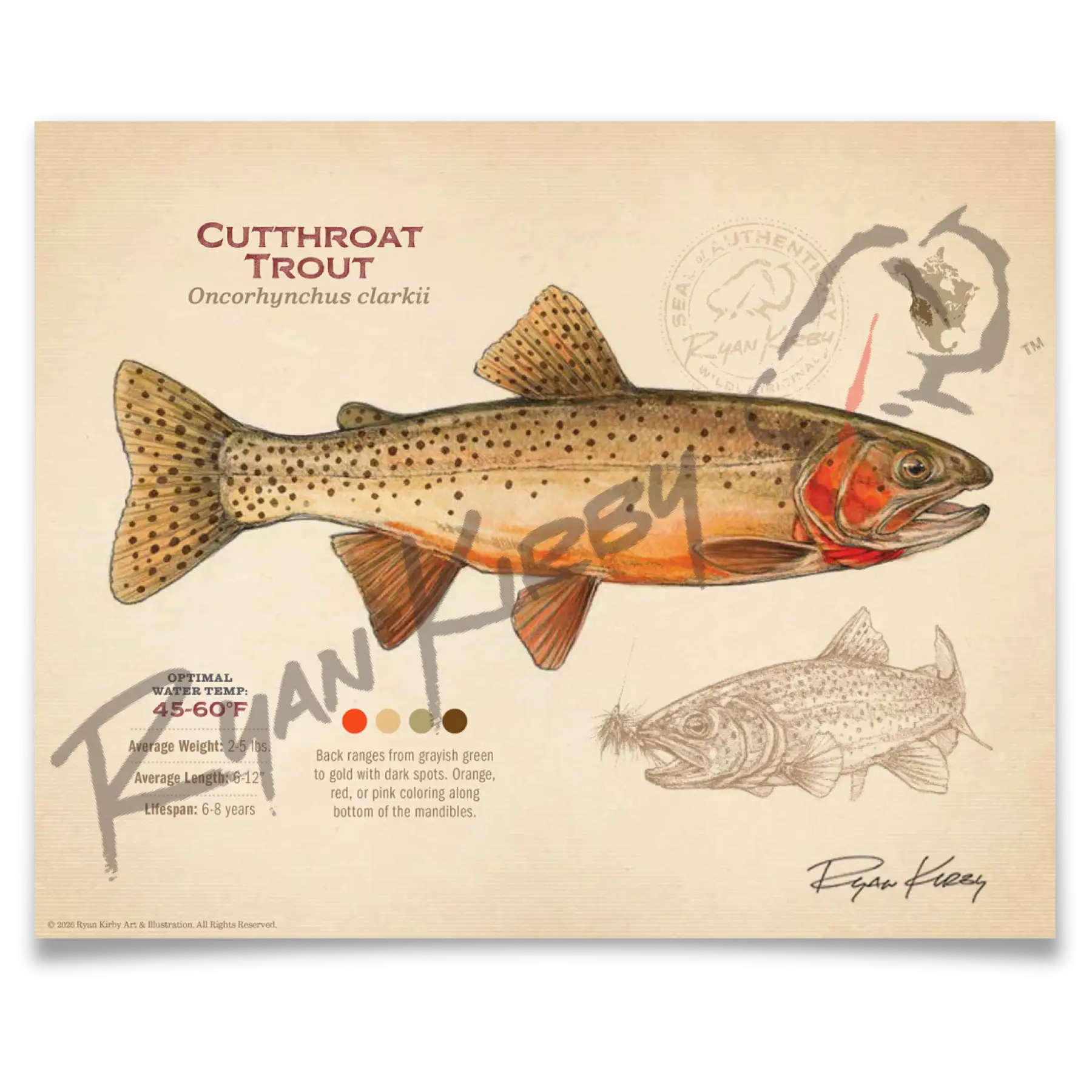 Cutthroat Trout Fine Art Print - Sketch Paper Print