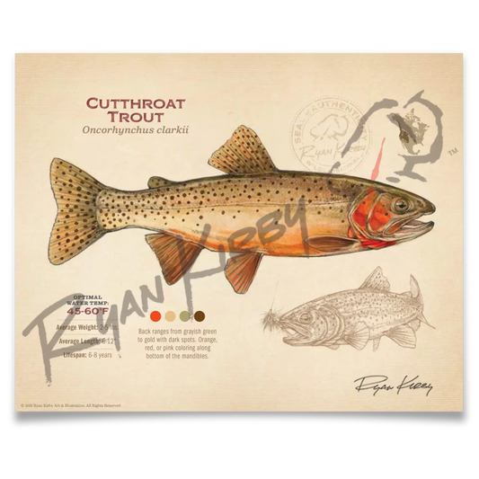 Cutthroat Trout Fine Art Print - Sketch Paper Print