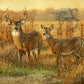 ’End of an Era’ White-tailed Deer Canvas Art Print Unframed, Rolled Canvas Canvas Print