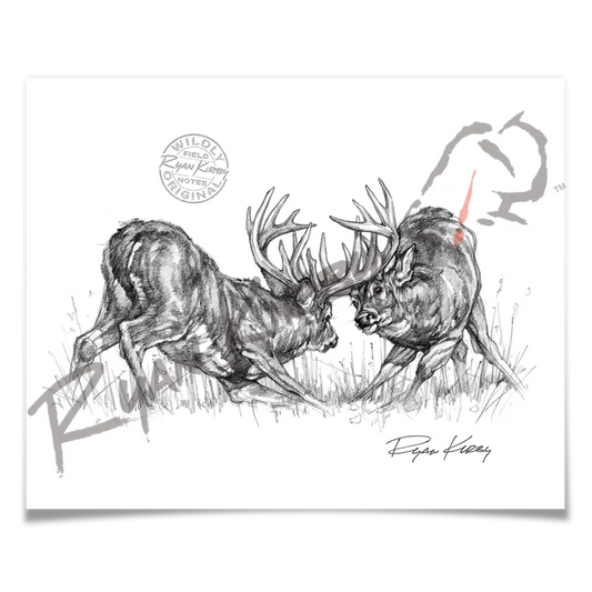 Fighting White-Tailed Bucks Sketch Print