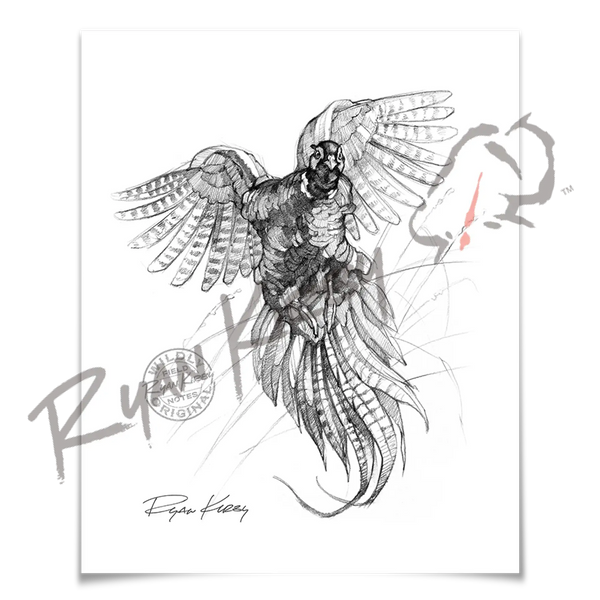 Bird Sketches(バード・スケッチズ) A small pause in your daily rote This bird sketch took 15 mins