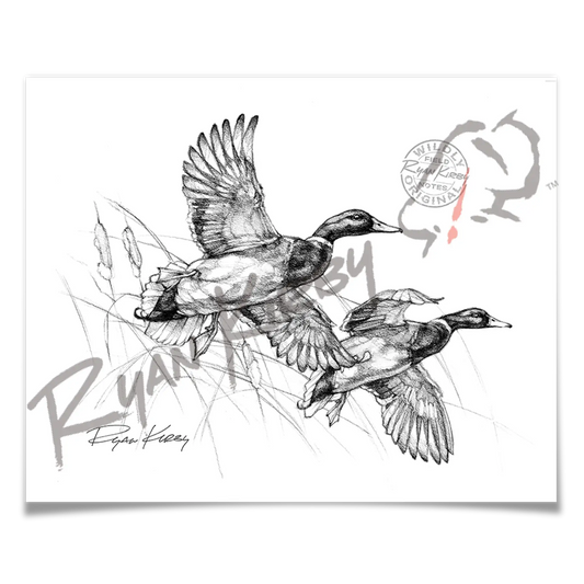Flying Mallard Drakes Sketch Print