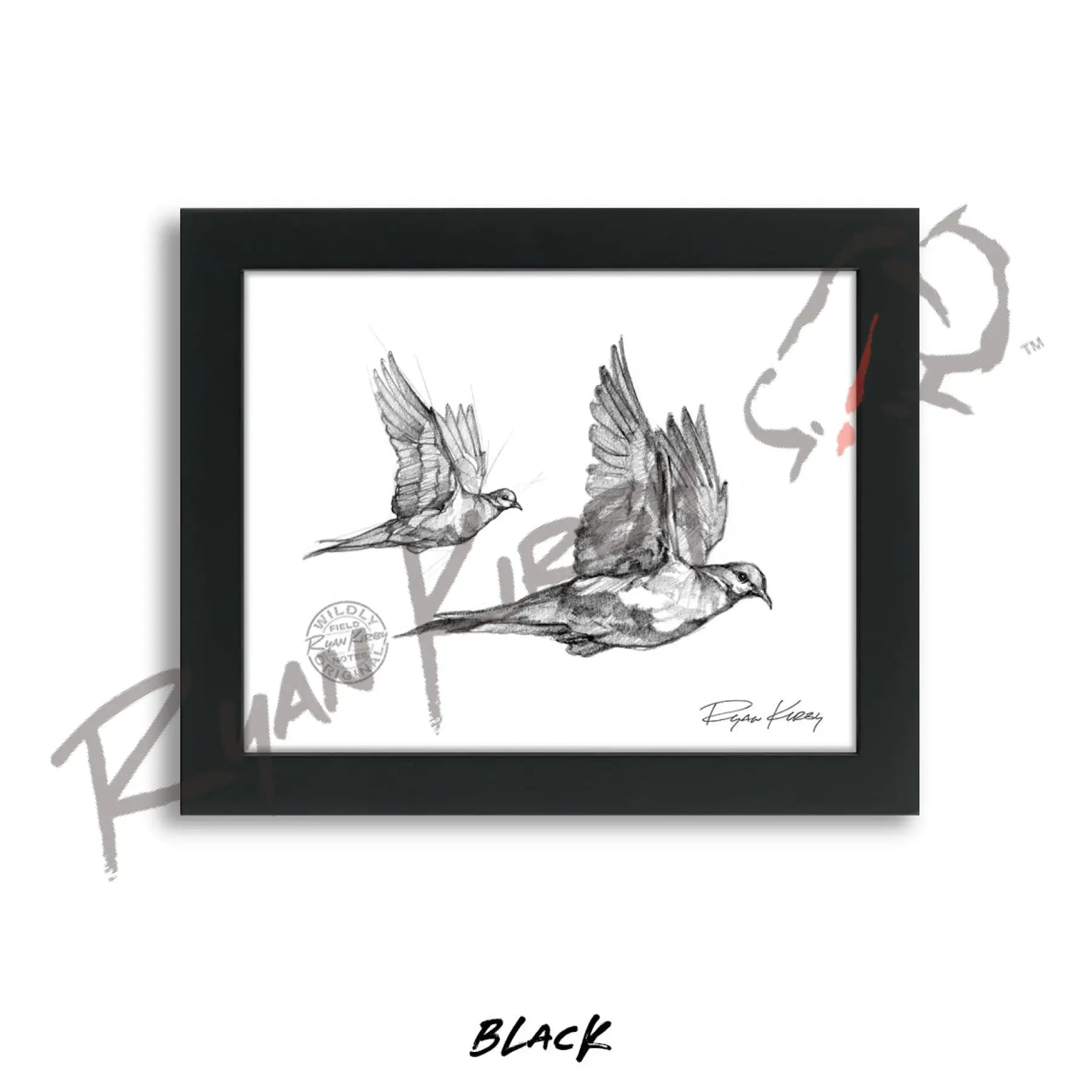 Flying Mourning Dove Sketch Print Sketch Paper Print