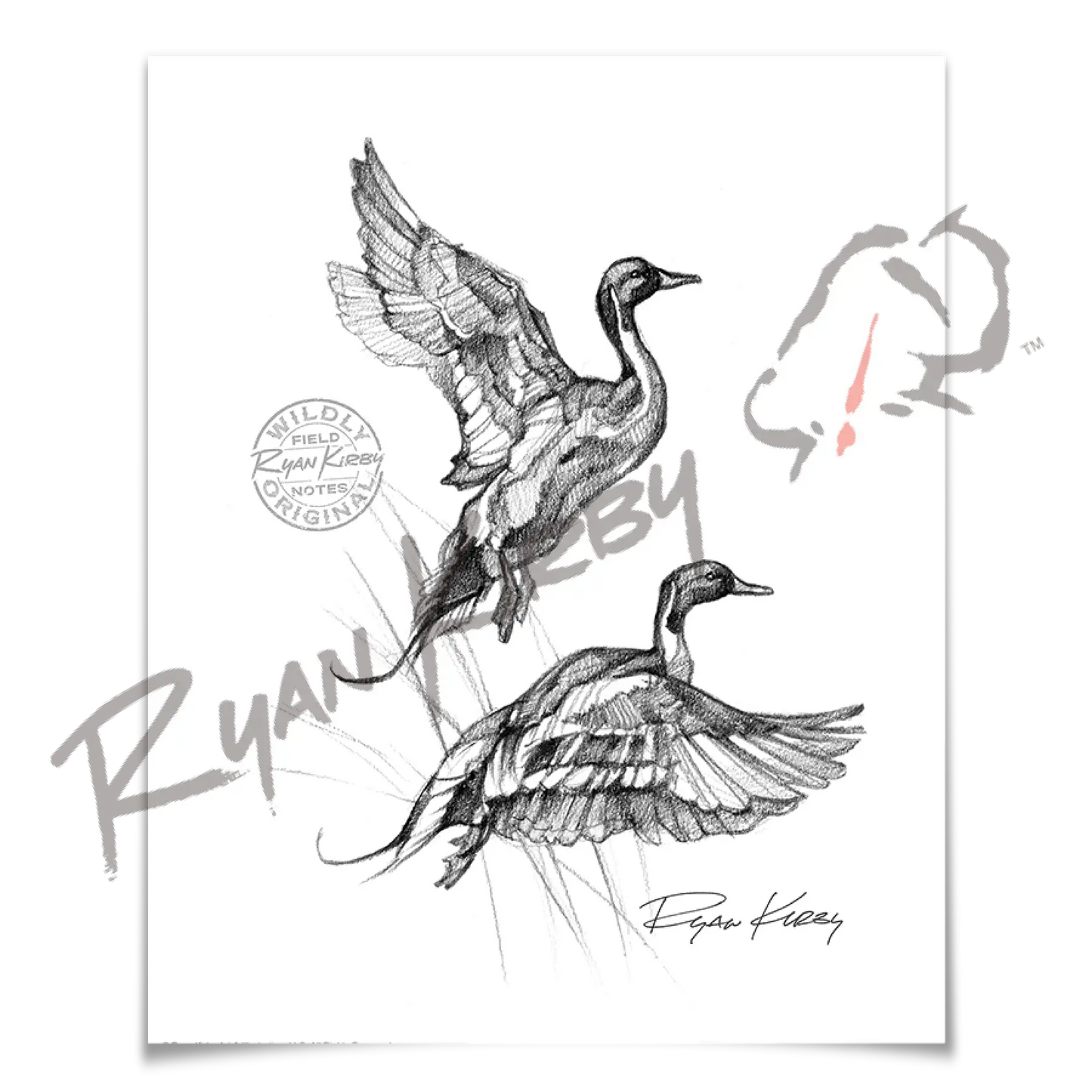 Flying Pintails Sketch Print Paper