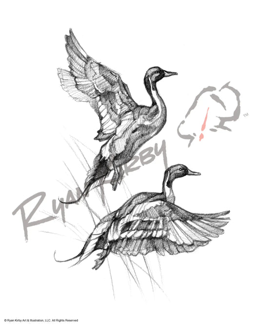 Pintails Sketch Print Paper