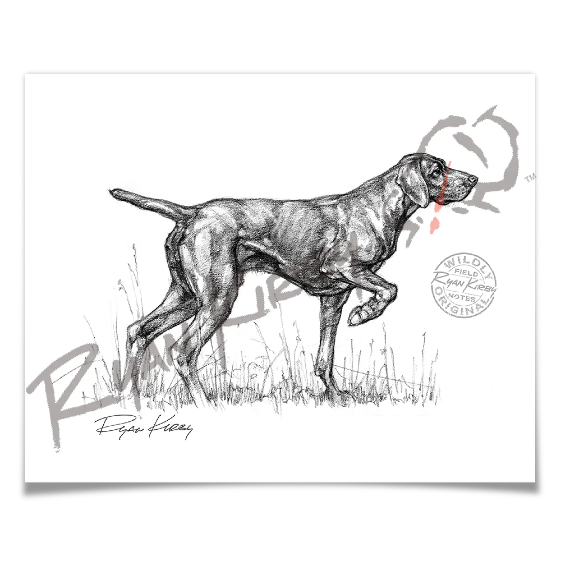 German Shorthaired Pointer Sketch Print Paper