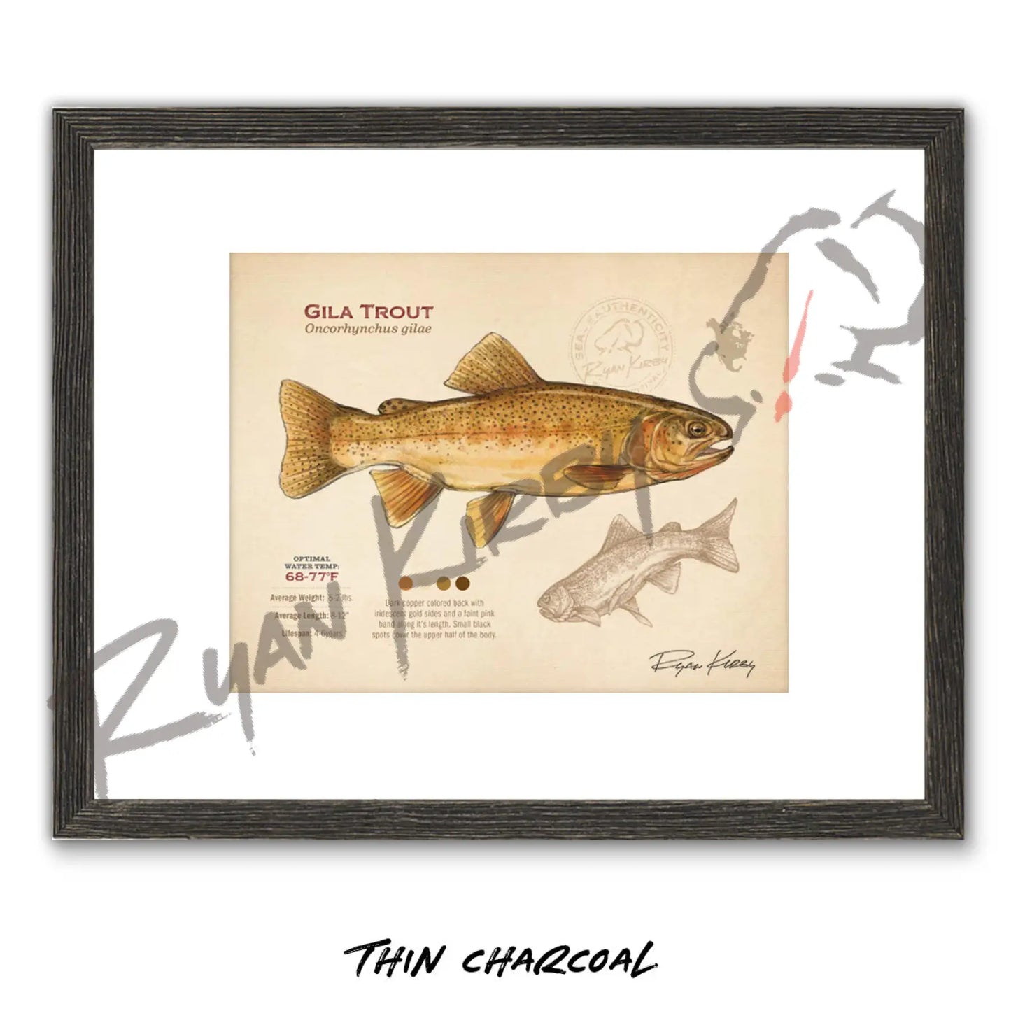 Gila Trout Fine Art Print - Sketch Paper Print