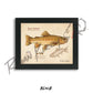 Gila Trout Fine Art Print - Sketch Paper Print