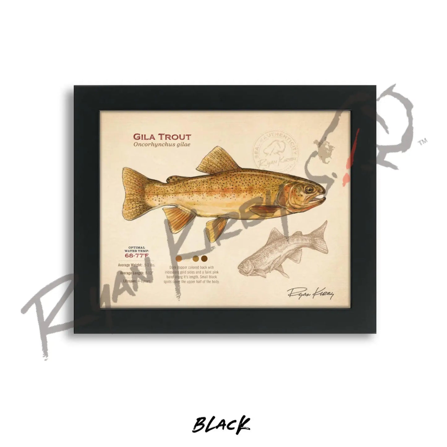 Gila Trout Fine Art Print - Sketch Paper Print