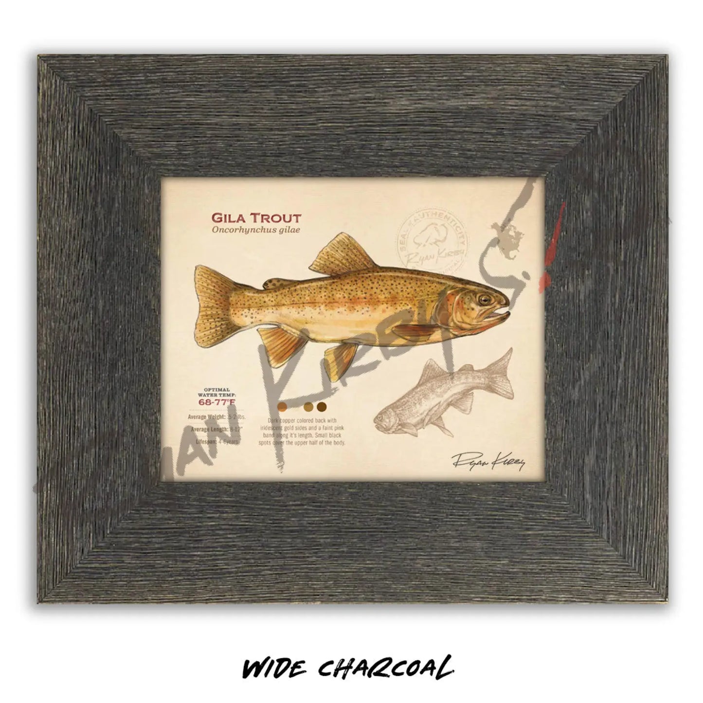 Gila Trout Fine Art Print - Sketch Paper Print