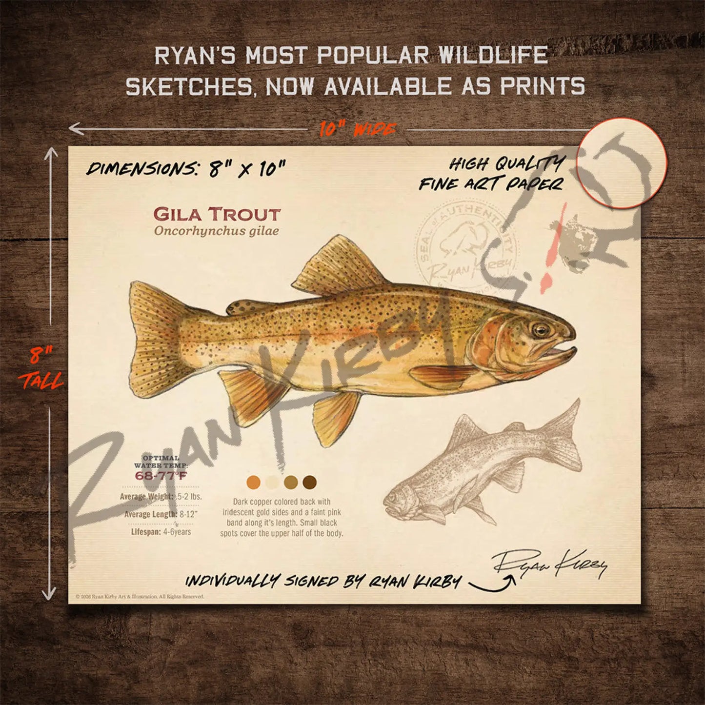 Gila Trout Fine Art Print - Sketch Paper Print