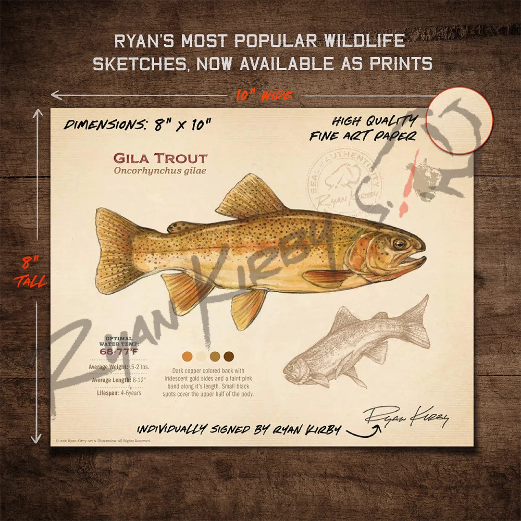 Gila Trout Fine Art Print - Sketch Paper Print