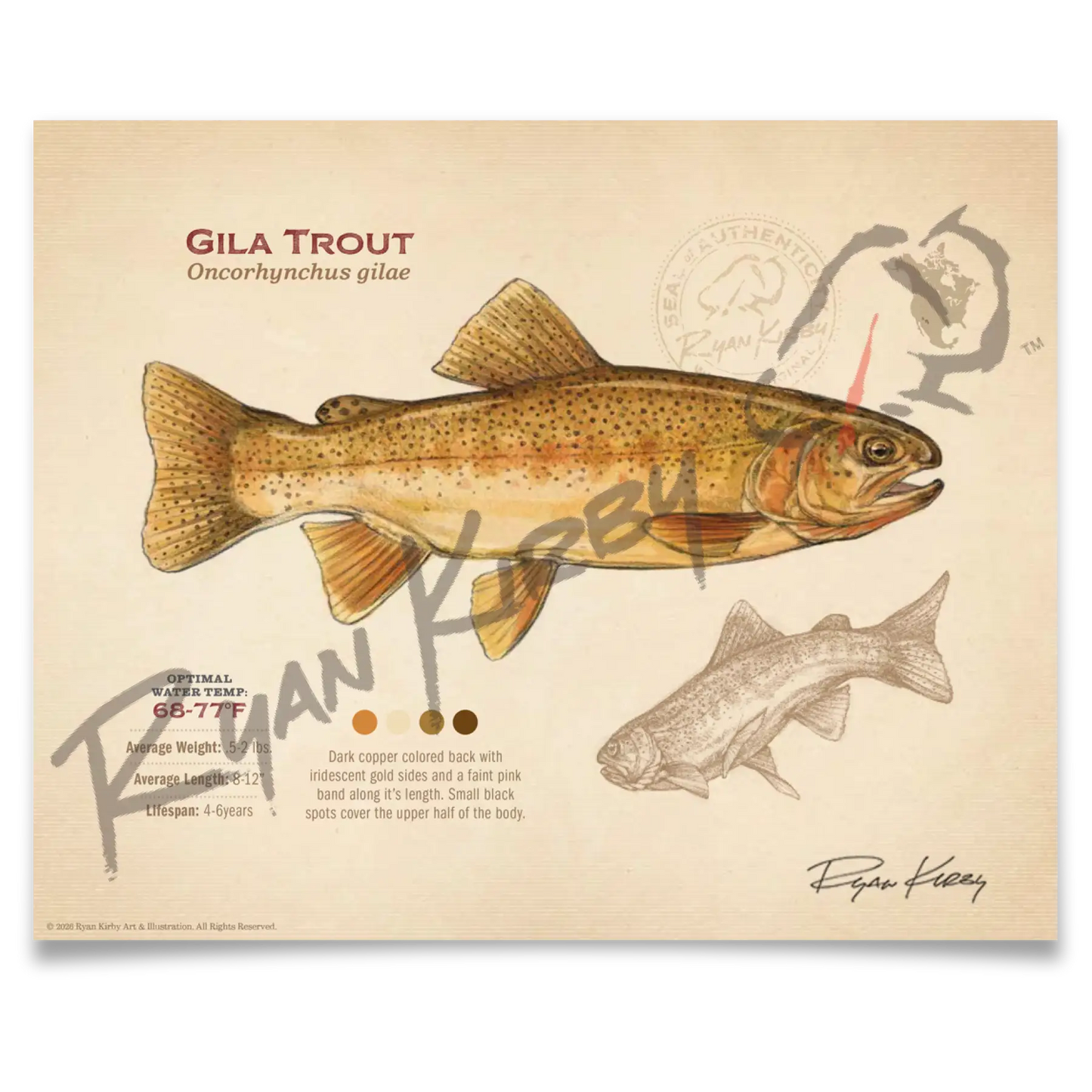 Gila Trout Fine Art Print - Sketch Paper Print