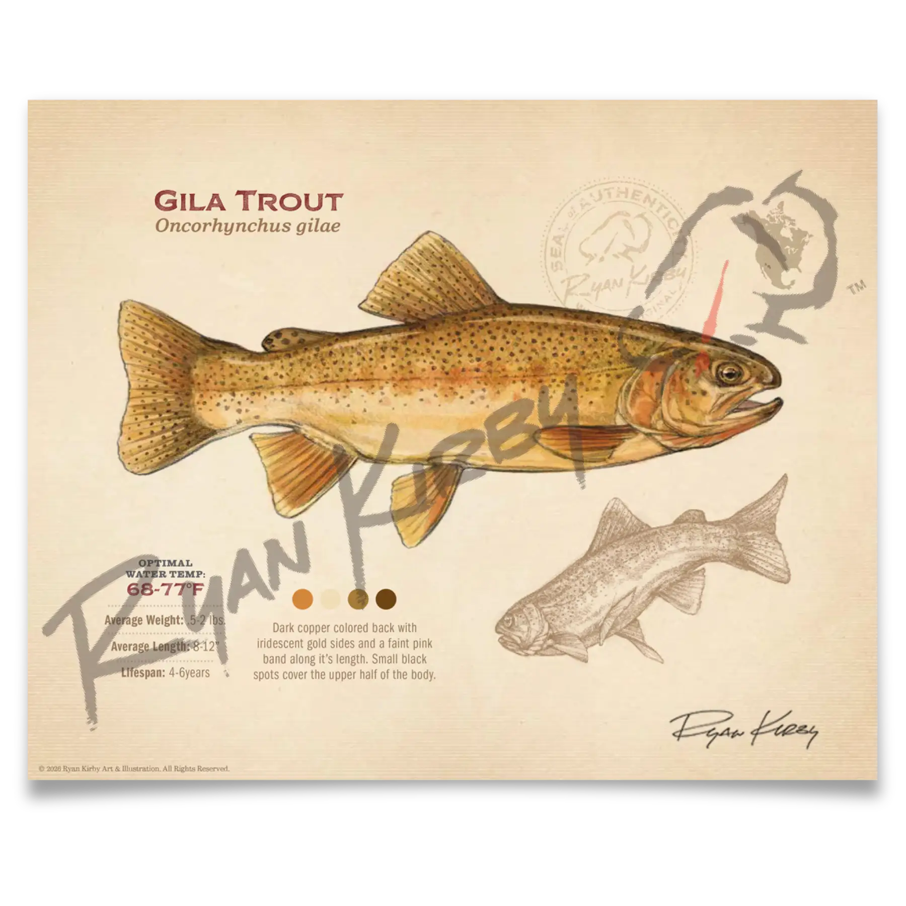 Gila Trout Fine Art Print - Sketch Paper Print