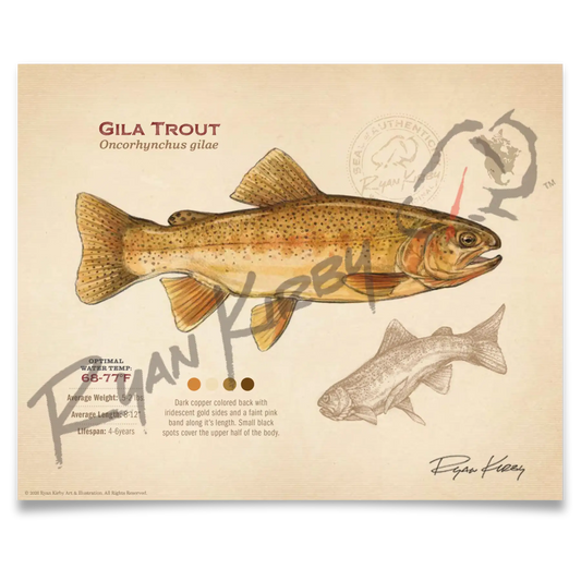 Gila Trout Fine Art Print - Sketch Paper Print