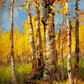 ’Gold Rush’ Aspen Landscape Original Oil Painting - Original Oil Painting