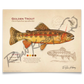 Golden Trout Fine Art Print - Sketch Paper Print