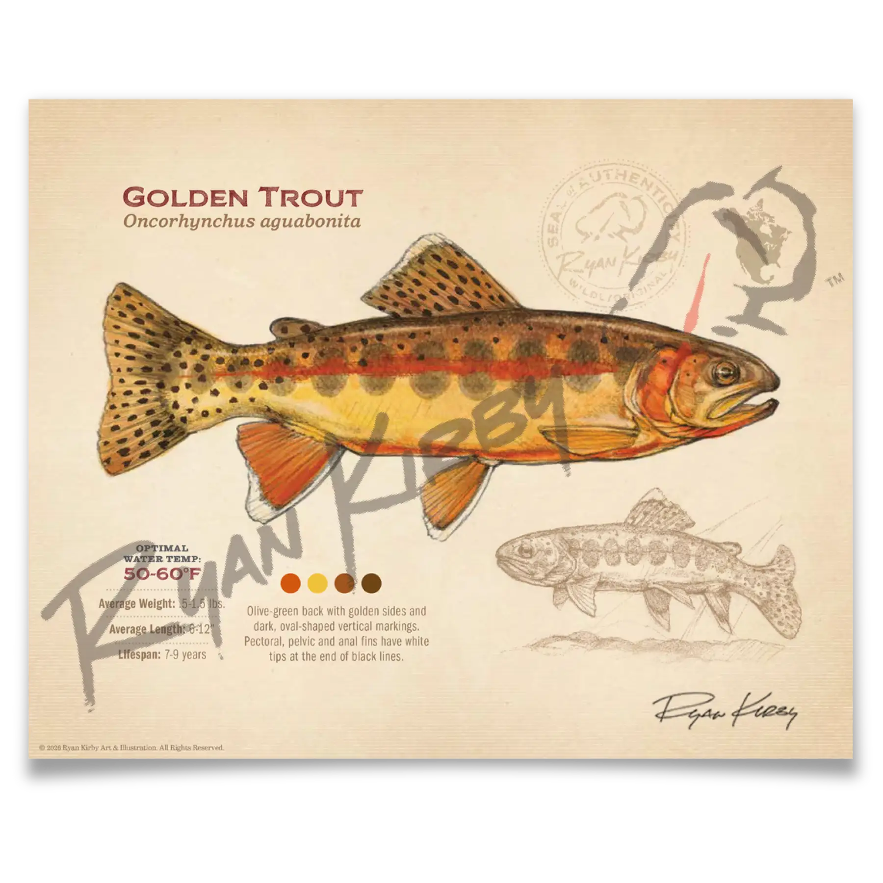 Golden Trout Fine Art Print - Sketch Paper Print