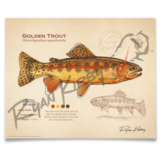Golden Trout Fine Art Print - Sketch Paper Print