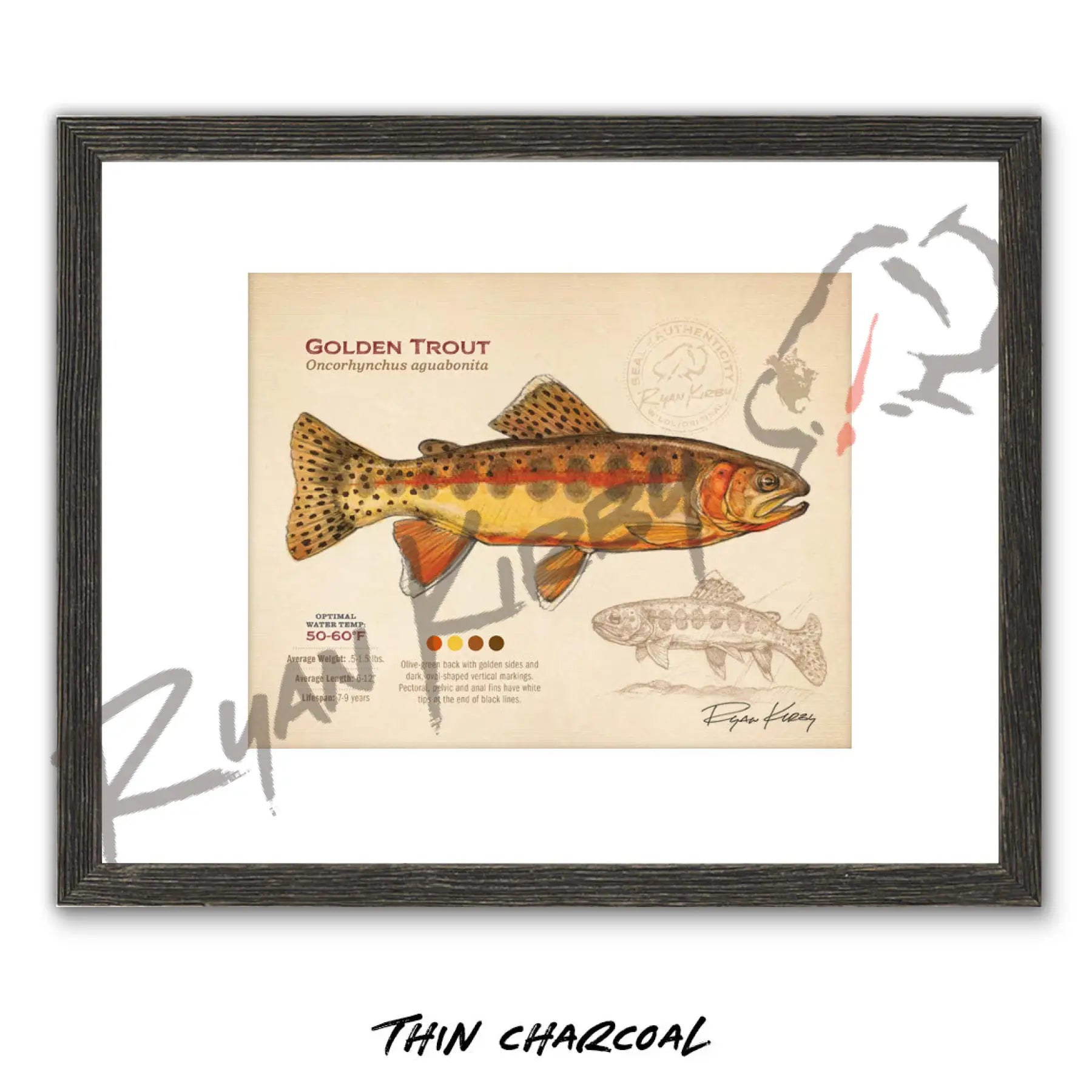 Golden Trout Fine Art Print - Sketch Paper Print