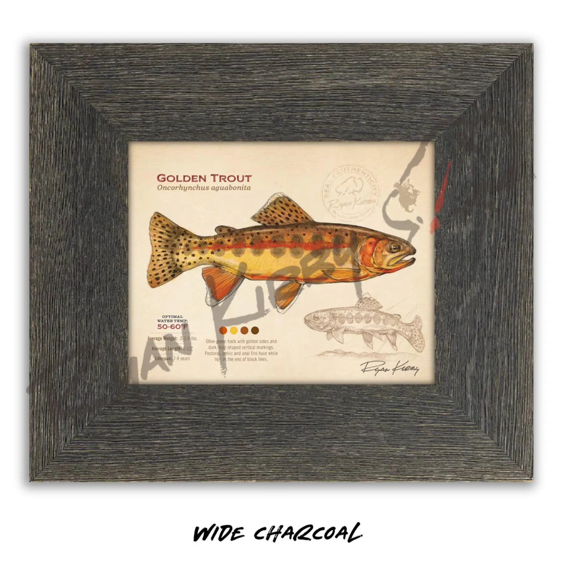 Golden Trout Fine Art Print - Sketch Paper Print