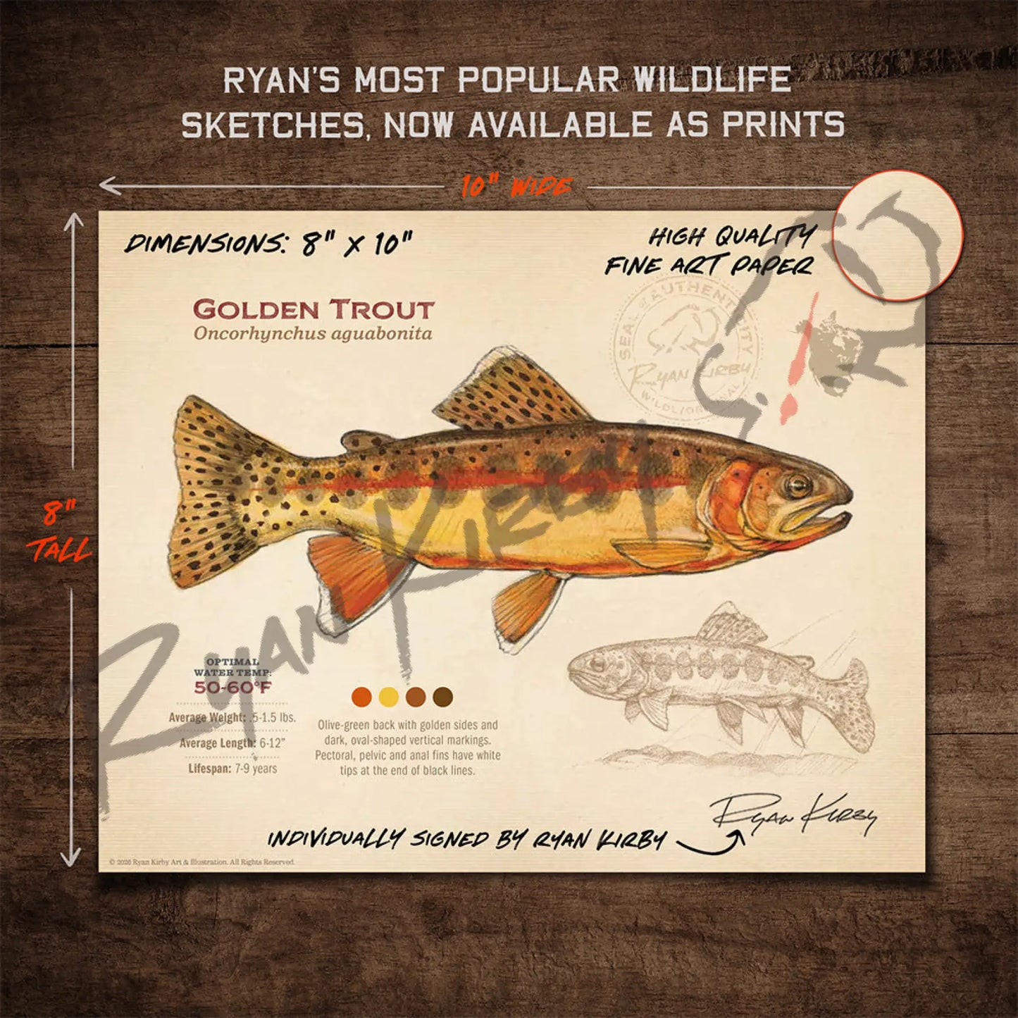 Golden Trout Fine Art Print - Sketch Paper Print