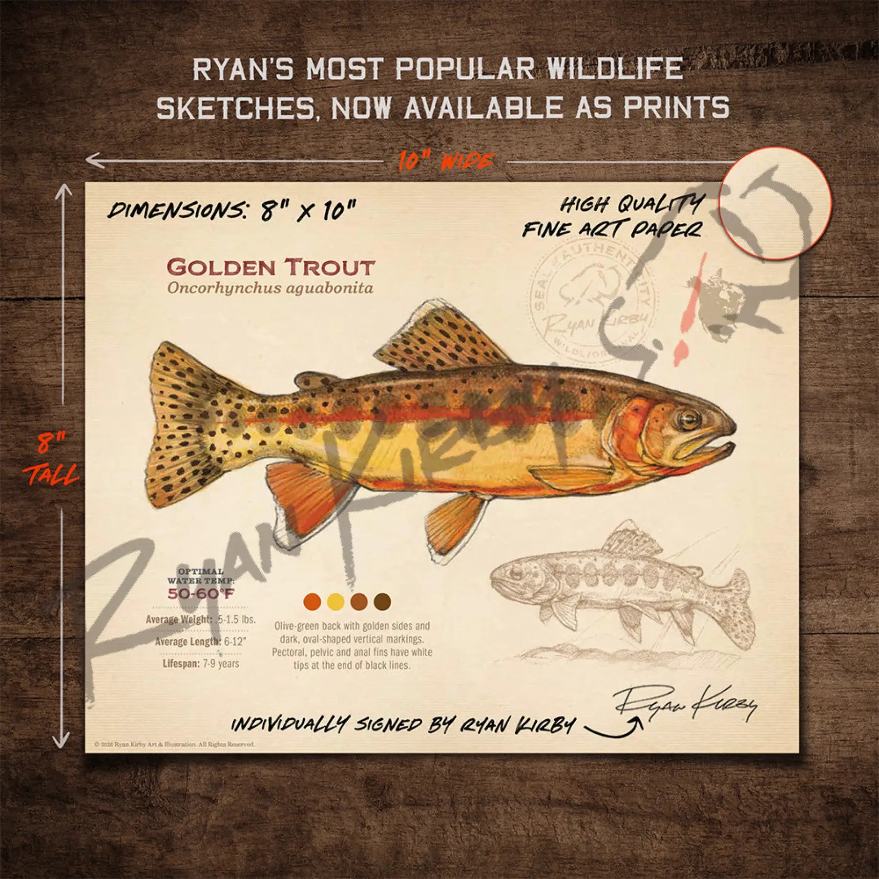 Golden Trout Fine Art Print - Sketch Paper Print