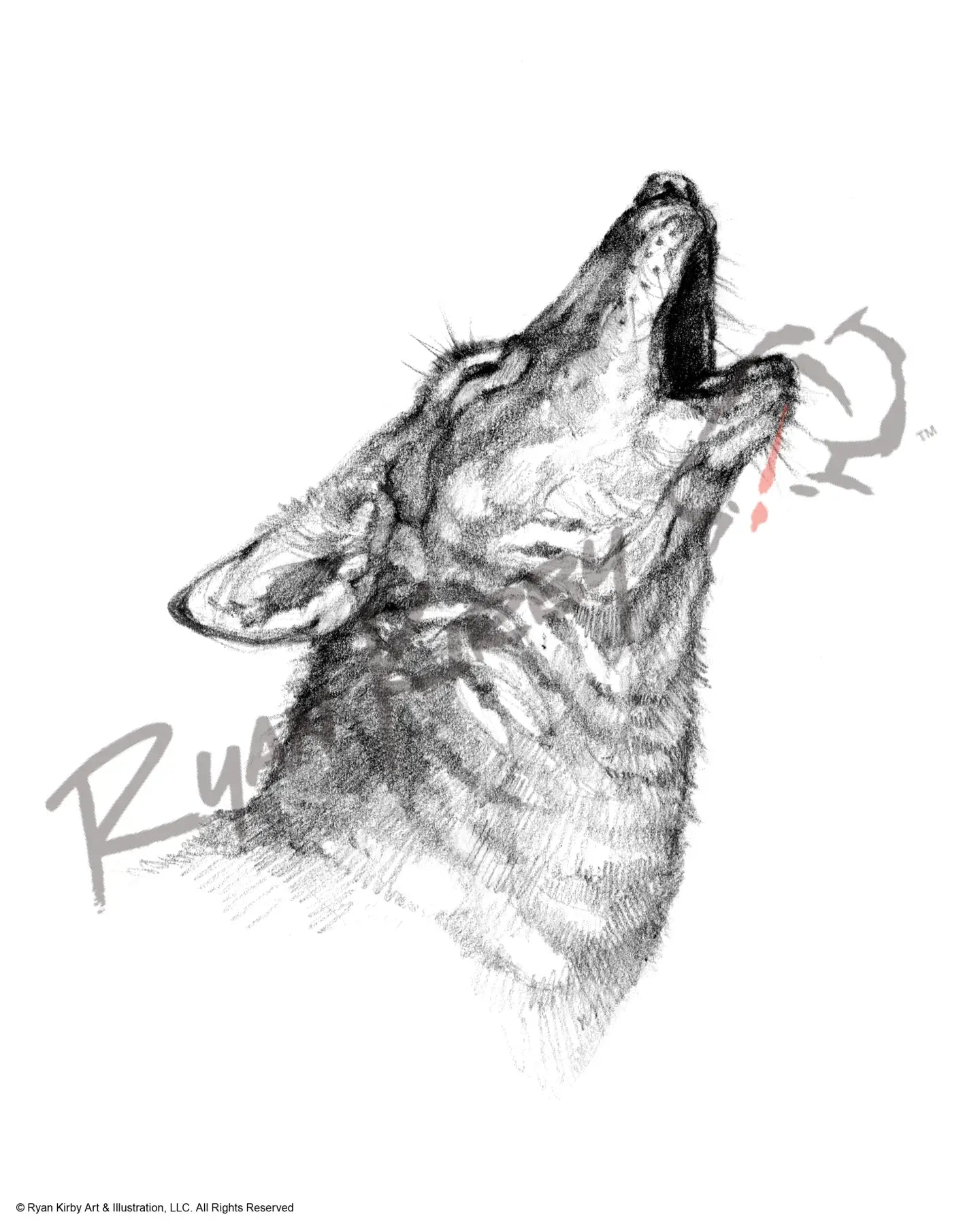 Coyote Sketch Print Paper