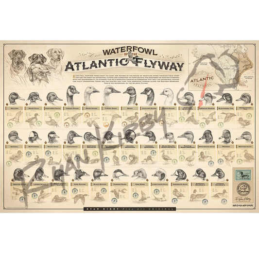 Large ’Waterfowl Of The Atlantic Flyway’ Paper Print