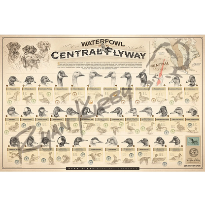 Large ’Waterfowl Of The Central Flyway’ Paper Print