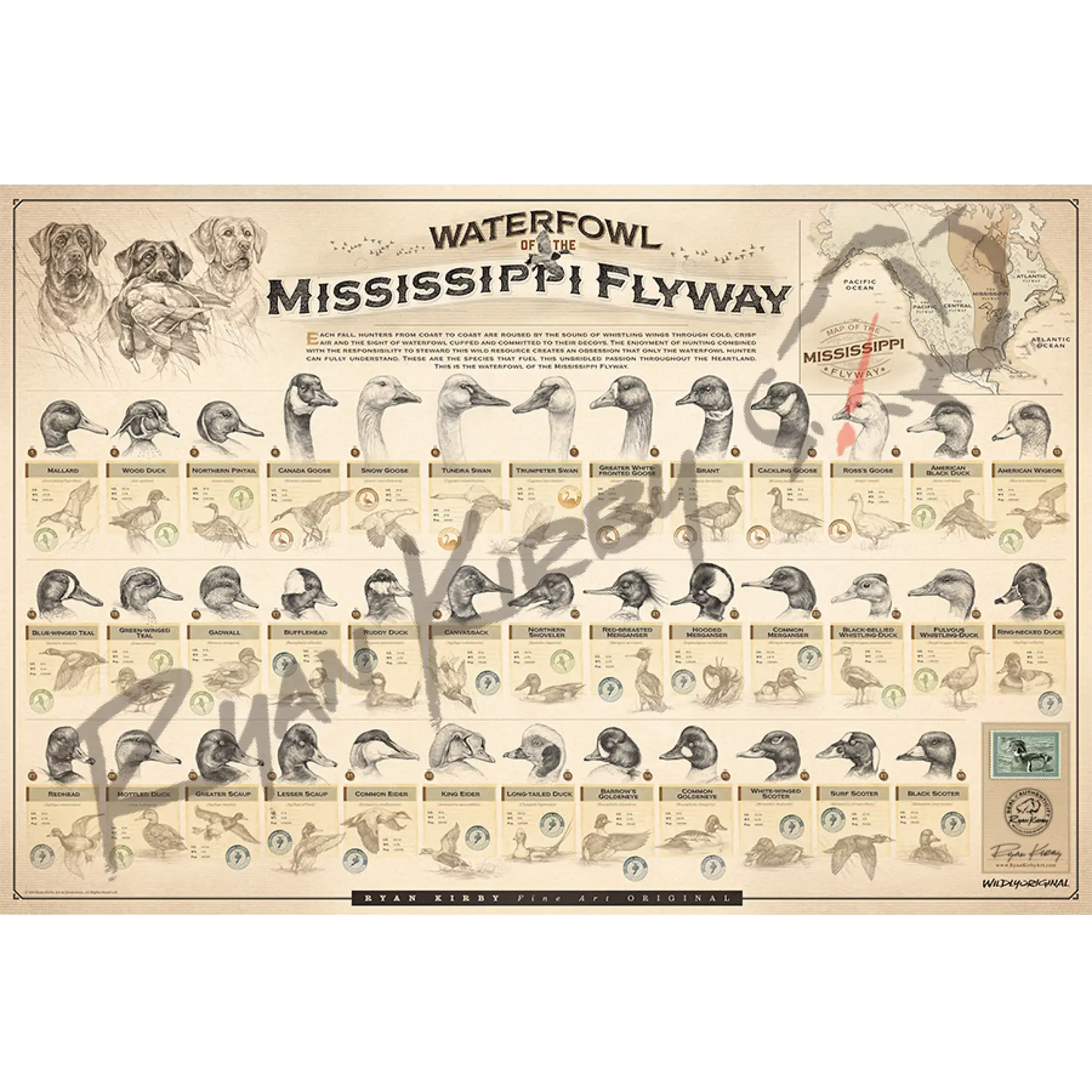 Large ’Waterfowl Of The Mississippi Flyway’ Paper Print