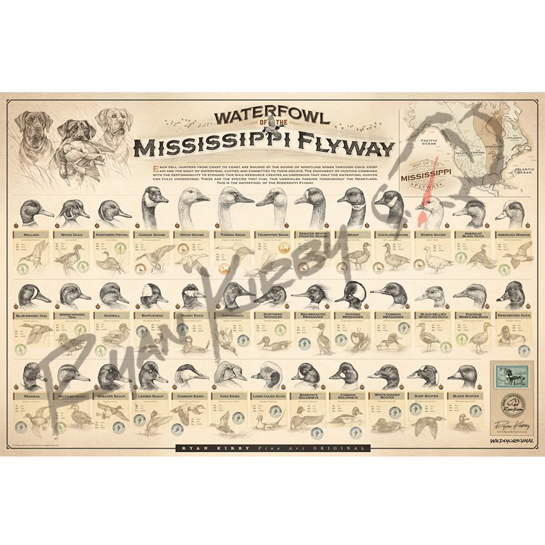 Large ’Waterfowl Of The Mississippi Flyway’ Paper Print