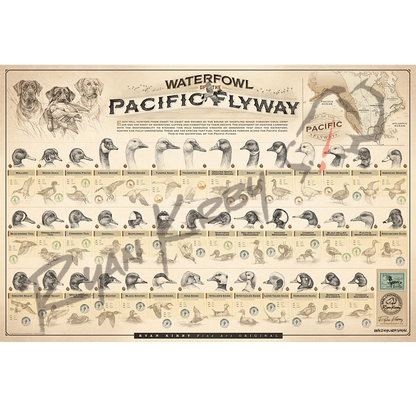 Large ’Waterfowl Of The Pacific Flyway’ Paper Print