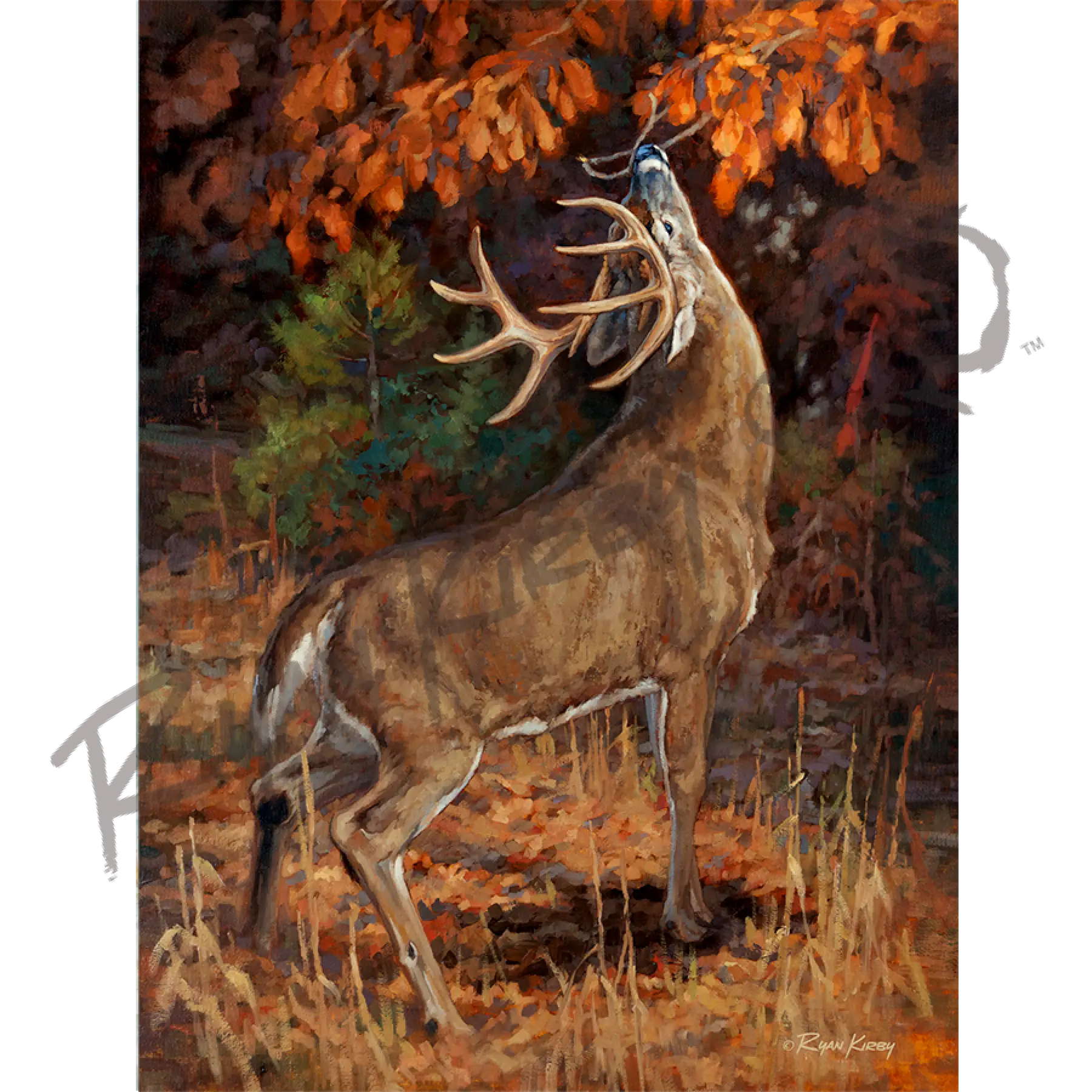 ’Makers Mark’ White-Tail Buck Canvas Art Print (Copy) Unframed Rolled