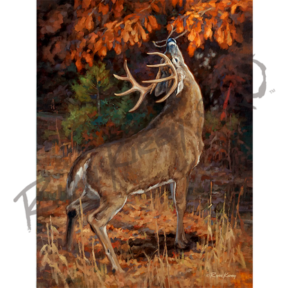 ’Makers Mark’ White-Tail Buck Canvas Art Print (Copy) Unframed Rolled